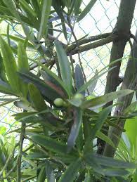 Image result for Cleistanthus polystachyus