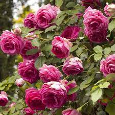 Pretty In Pink Eden Climber Types Of Roses Flowers Climbing Roses