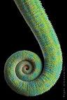 Resultado de imagem para spirals in nature