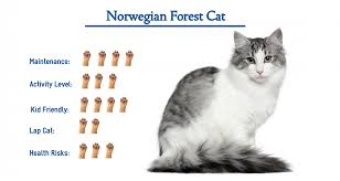Norwegian Forest Cat 2020