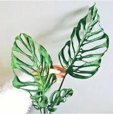 Plante D Interieur 7 Varietes De Monstera Pour Mon Salon In 2020 Unusual Plants Plants Plant Care Houseplant