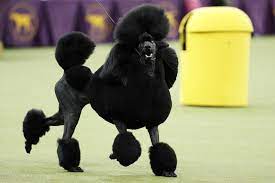 The 2020 westminster dog show. Siba A Standard Poodle Wins 144th Westminster Dog Show The Takeaway Wnyc Studios