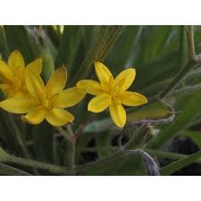 Image result for Hypoxis angustifolia