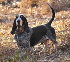 Image result for malý modrý gaskoňský honič