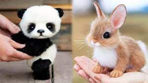 This is the selection of the best animal pictures on pexels. Animals Soo Cute Cute Baby Animals Videos Compilation Cutest Moment Of The Animals 9 Youtube