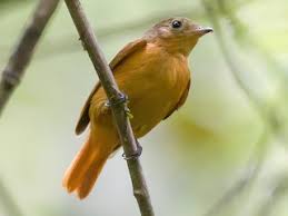 Image result for Neoschumannia cardinea