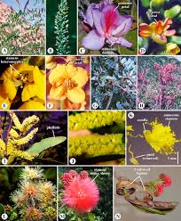 Image result for Fabaceae subfamily Mimosoideae