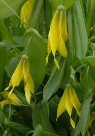 Scilla luciliae blue small springtime flowers in the grass, close up view bulbous flowering plant in yellow bright flower of coltsfoot, tussilago farfara on white bachground for medecine, botanic and. Merry Bells Small Yellow Flowers Flowers Perennials Shade Loving Plants