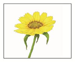 Image result for Aspilia africana