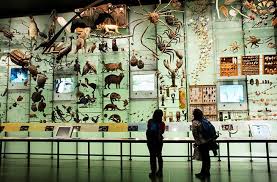 World S Best Natural History Museums Nature Museum History Museum History Exhibition