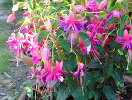 Es una de estas plantas polivalentes que puede ser. Pink And Purple Fuchsia Hybrida Bella Rosella Hybrid Fuchsia Stock Photo Picture And Royalty Free Image Image 137307962