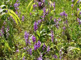 Image result for Striga passargei