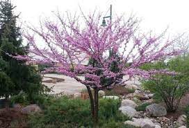 We did not find results for: Types Of Flowering Trees With Pictures For Easy Identification