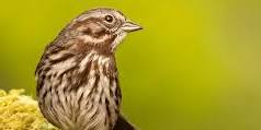 Bird Walk at Lake Sammamish State Park