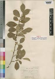 Image result for Suregada zanzibariensis