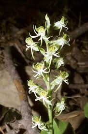 Image result for Habenaria pubipetala