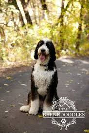 Black Bernese Mountain Dog Poodle Mix Tricolor Bernedoodle Full Grown Bernedoodle Best Large Dog Breeds Large Dog Breeds