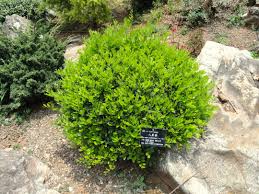 Image result for Maerua paniculata
