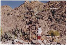 به داز در افغانستان مرز گفته می‌شود. Young And Adult Nannorrhops Ritchiana Grown Over Harzburgite First Download Scientific Diagram