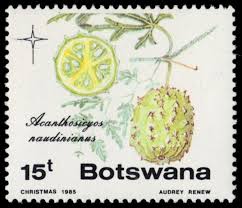 Image result for Acanthosicyos naudinianus