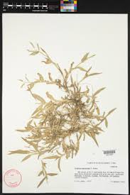 Image result for Urochloa panicoides