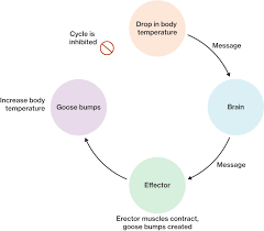 Homeostasis In The Body Course Hero