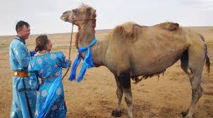 Learn colors with camel finger family nursery rhymes | daddy finger songs for children. Camel Walks 62 Miles In Desert Alone To Find Former Owners