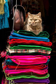 Mostlycatsmostly King Cat La Paz Via Yoski Nomura Kedi