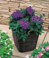 Image result for Triumfetta heliocarpa