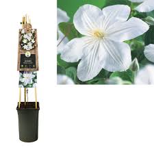 We did not find results for: Clematis Kletterpflanzen Ernest Markham 3 0 Grossblutig Florastore