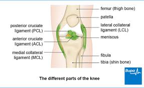 A broken leg ligament would seem to suggest that one of them is broken. Lateral Collateral Ligament Lcl Injury Health Information Bupa Uk