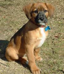 Black And Brown Beagle Dog Mia The Beagle Mix Beagle Mix Beagle Mix Puppies Beagle Puppy
