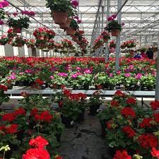 Greater des moines botanical garden (des moines) howard peters rawlings conservatory and botanic gardens of baltimore (baltimore) krohn conservatory (cincinnati) lamberton conservatory at highland park (rochester, new york) lena meijer conservatory at frederik meijer gardens & sculpture park (grand rapids, michigan) Goode Greenhouse Flower Shop