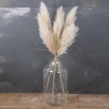 Ravenna grass needs full sun to thrive. Natural Fluffy Decoration Pampas Grass 6 Pieces Alohaboho