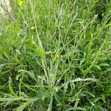 Image result for Diplotaxis tenuifolia