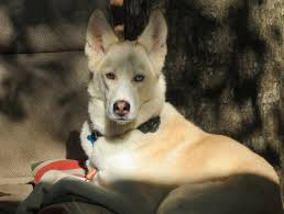 Black And Brown Husky Shepherd Mix My Beautiful Girl Lonna Belle A White German Shepard Husky Mix Husky Mix Siberian Husky Mix Husky