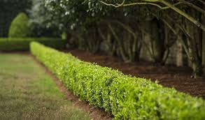 How To Make A Formal Hedge Garden Advice Tips About 10% of these are artificial plant, 1% are other garden ornaments & water features. how to make a formal hedge garden