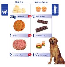 Obesity Countryside Veterinary Clinic Llp Lowville Ny