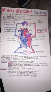 Herz Kreislauf System Herz Kreislauf System Anatomie Lernen Lernen Tipps Schule