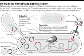 These are strains of bacteria that have developed resistance to many different types of antibiotics, including The Evolution Of Antibiotic Resistance Science