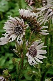 Image result for Berkheya speciosa