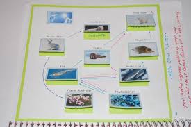 Principles Of Ecology Life Science Interactive Notebook Interactive Science Notebook Principles Of Ecology Interactive Notebooks