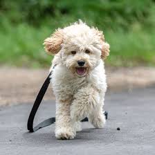 The maltipoo has not been recognized as an official dog breed, but there are a club and registry formed by the fans of the north american maltipoo and maltepoo. Find Maltipoo Puppies For Sale Breeders In California