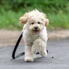 A cross between the poodle and the maltese. 1 Maltipoo Puppies For Sale In Texas Uptown Puppies