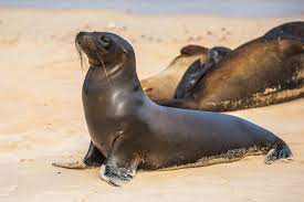 Hingga 2003, singa laut jepang dianggap sebagai salah satu upaspesies dari singa laut california dengan nama zalophus californianus japonicus. Pasifik Utara Singa Laut Steinmann Foto Gratis Di Pixabay