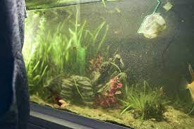 Considered normal with the higher light levels needed for good plant growth. Green Spot Algae How To Identify And Treat This Pest