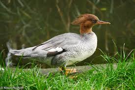 Maybe you would like to learn more about one of these? Mergus Squamatus Scaly Sided Merganser Image Biolib Cz