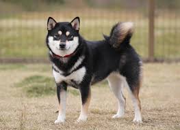 Black And Tan Shiba Inu Dachshund Mix Http 4 Bp Blogspot Com Drd7gidq04o Urcpd2lpuii Aaaaaaaaazs N3y2a9vojy0 S1600 Screen Shot 2013 02 09 At 7 07 20 Pm Png Shiba Inu Shiba Inu Colors Shiba
