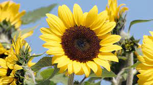 We did not find results for: 7 Must Have Sunflowers To Grow In Your Garden Garden Gate