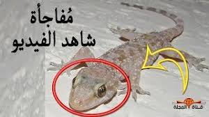 حلم بيض الثعبان يفقس في المنام للفتاة العزباء فإن رؤيتها تدل على حدث جديد في حياتها ربما ارتباط أو زواج. Ø§Ù„ÙØ±Ù‚ Ø¨ÙŠÙ† Ø¨ÙŠØ¶ Ø§Ù„Ø£ÙØ§Ø¹Ù‰ ÙˆØ¨ÙŠÙ† Ø¨ÙŠØ¶ Ø§Ù„ÙˆØ²Øº Ø£Ùˆ Ø§Ù„Ø¨Ø±Øµ Ù…Ø¹ Ø§Ø­Ù…Ø¯ Ø§Ù„Ø¯ÙƒØ±ÙˆÙ†Ù‰